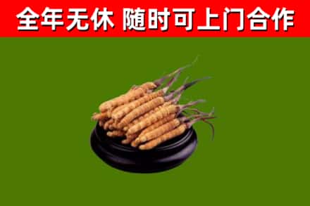 凌河回收冬虫夏草